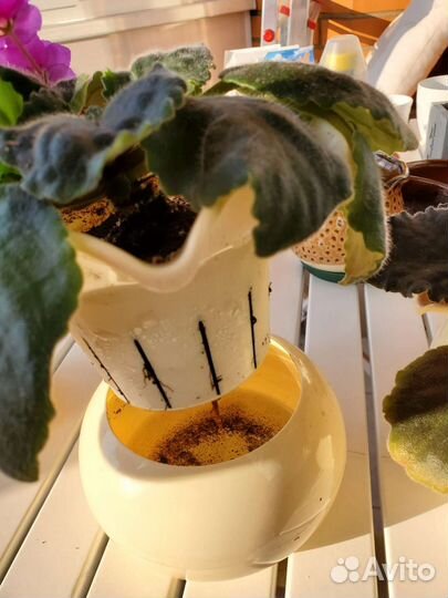 Фиалки кашпо горшки