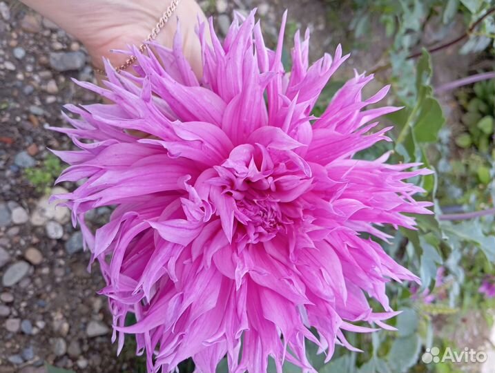 Георгины клубни