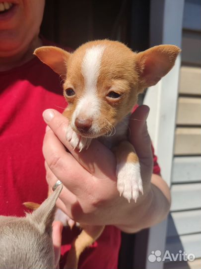 Мини той-терьер щенки