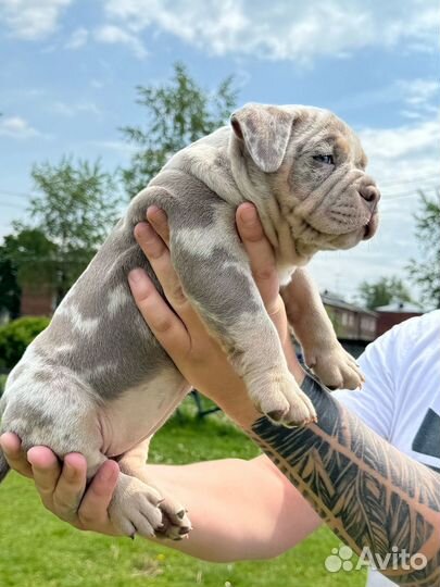 Щенки американского булли тип покет