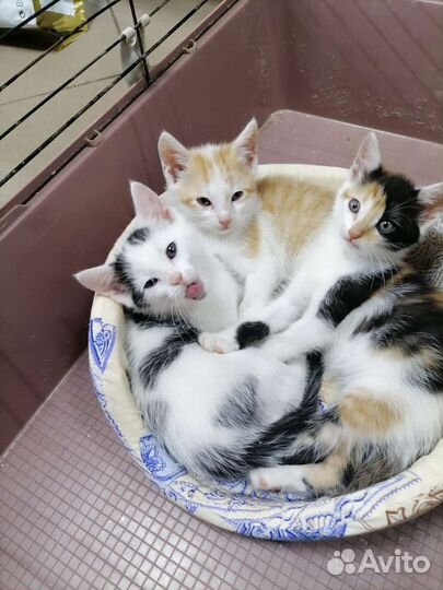 Котята в самые надежные и ответственные руки