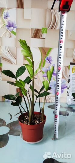 Замиокулькас