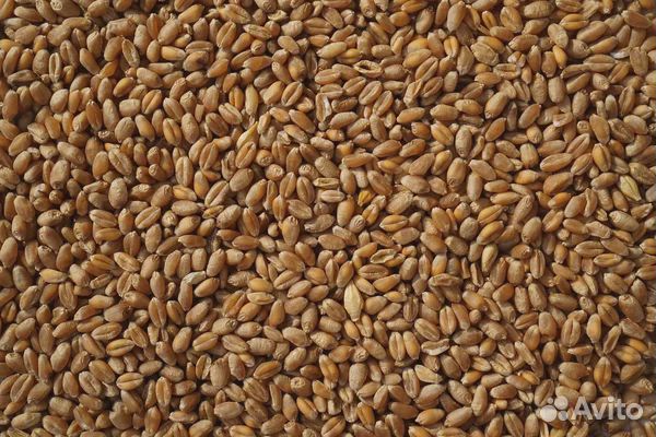 Пшеница, отруби, горох, овёс, известняковая крупка