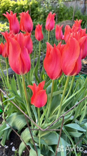 Тюльпаны луковицы