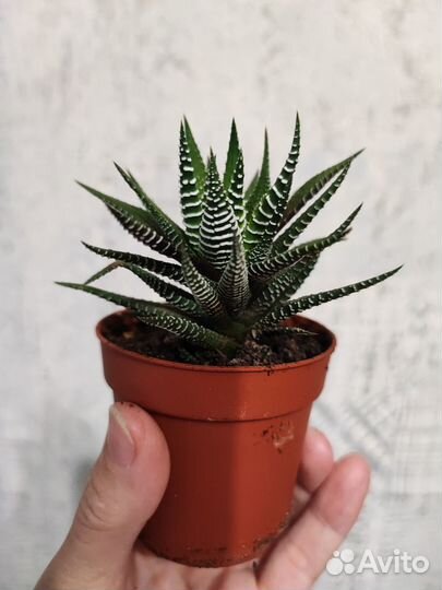 Суккуленты Хавортия и Гониалоэ