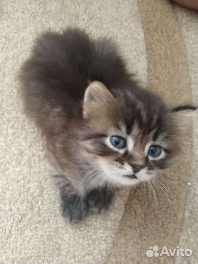 Пушистый комочек счастья Я уже сам кушаю