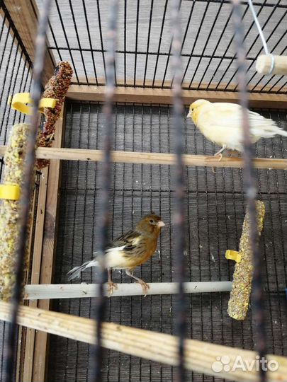 Канарейки