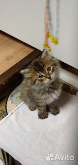 Котенок, отдам бесплатно в любящие, добрые руки