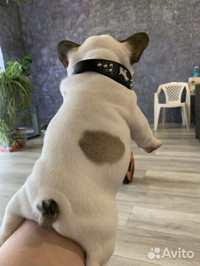 Французский бульдог