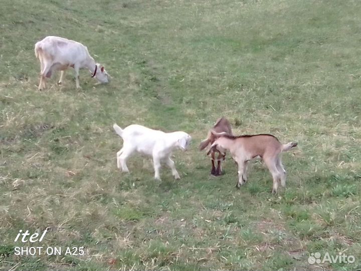 Нубийские козлята