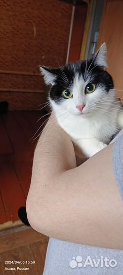 Кошка в дар