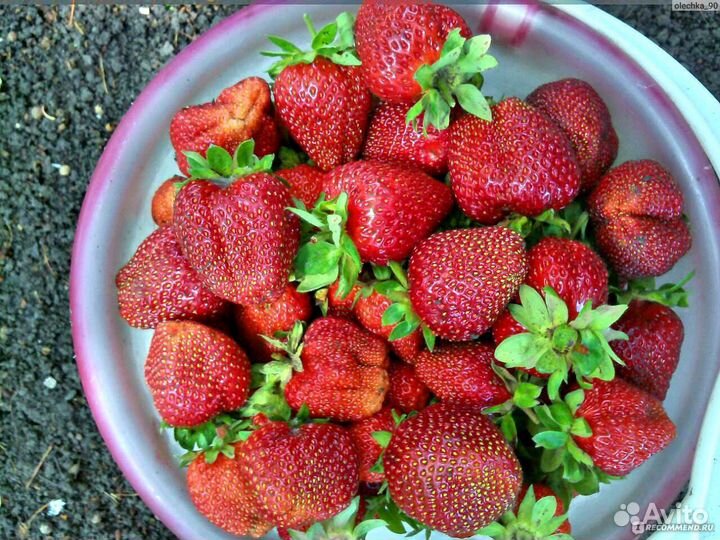 Растения для сада