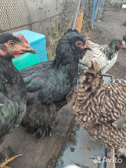 Куры и петухи брама