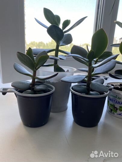 Толстянка, денежное дерево, фикус Бенджамина