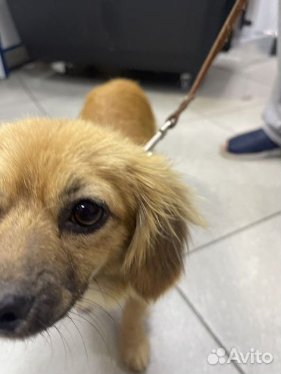 Метис пекинеса