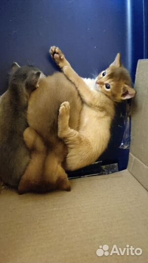 Котята абиссинской породы