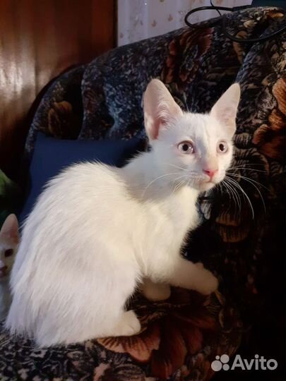 Котёнок