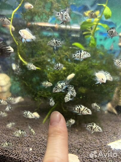 Рыбка попугай