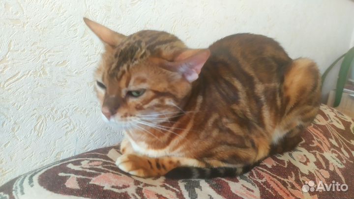 Бенгальская кошка