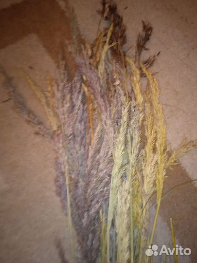 Сухие травы, ягоды, веточки