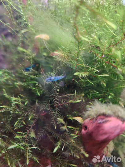 Аквариумные растения, креветки блю дрим