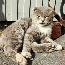 Шотландский вислоухий короткошёрстный, взрослый кот, Москва