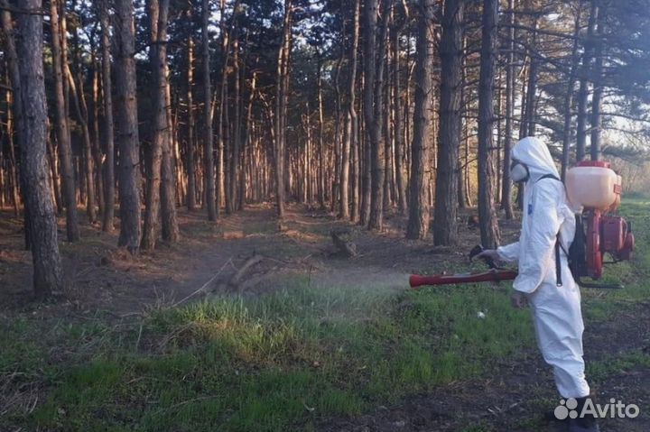 Уничтожение клопов тараканов грызунов плесени