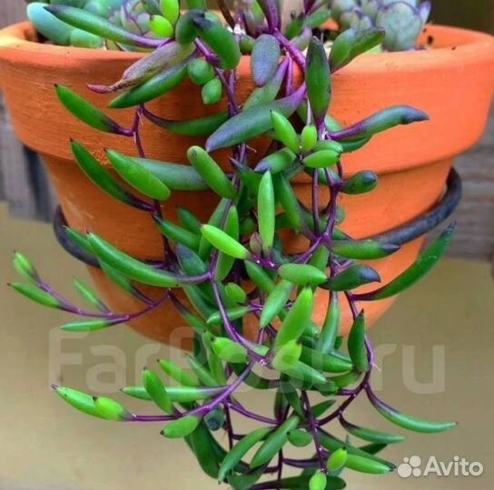 Суккуленты