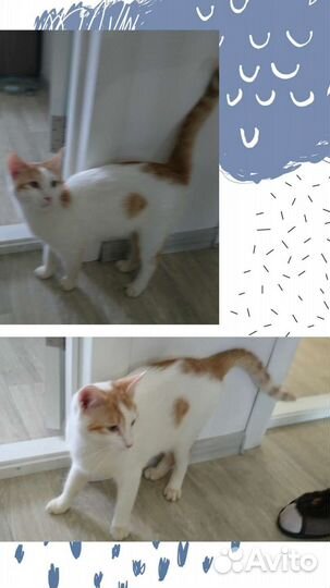 Рыже-белый мальчик в добрые руки