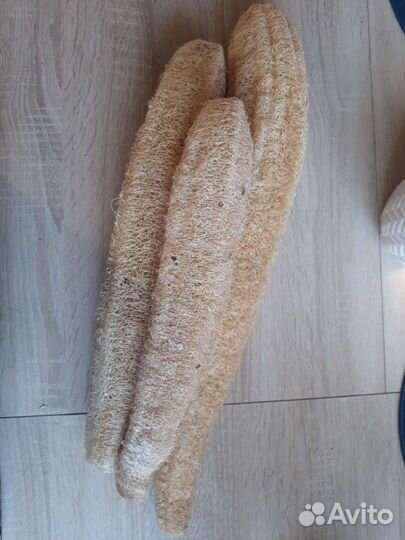 Рассада люффы (мочалка)