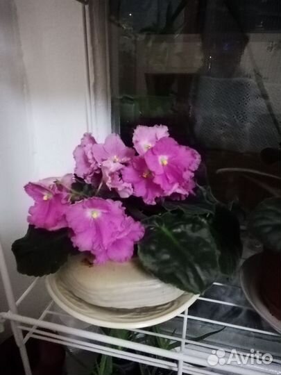 Фиалка розовая Лесная нимфа