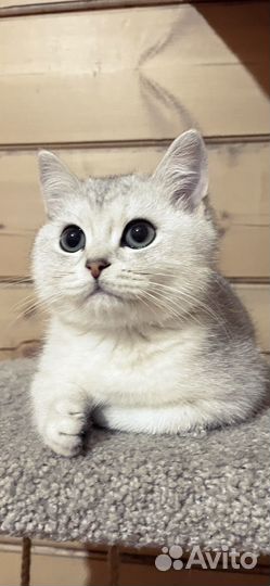 Серебристая шиншилла