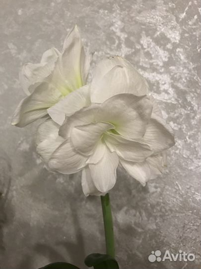 Амариллисы, гиппеаструм