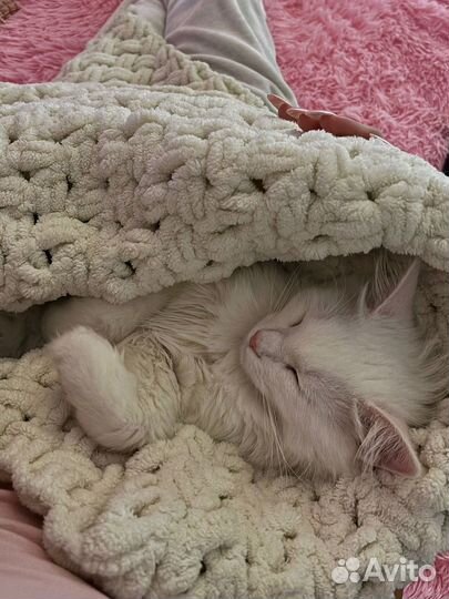 Кошечка турецкая ангора