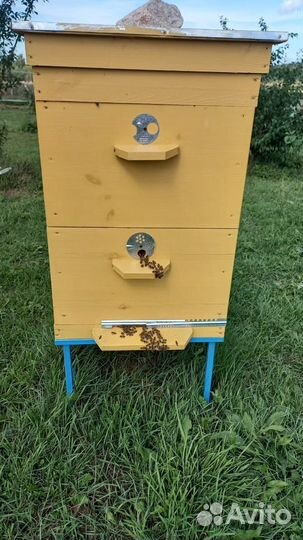 Продам пчелосемьи