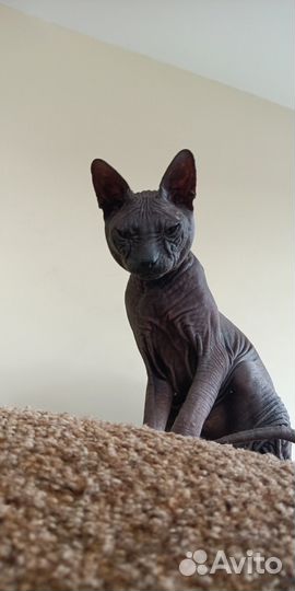 Донской сфинкс вязка