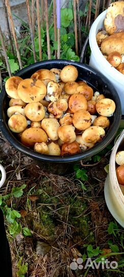 Грибы кулачки для засолки