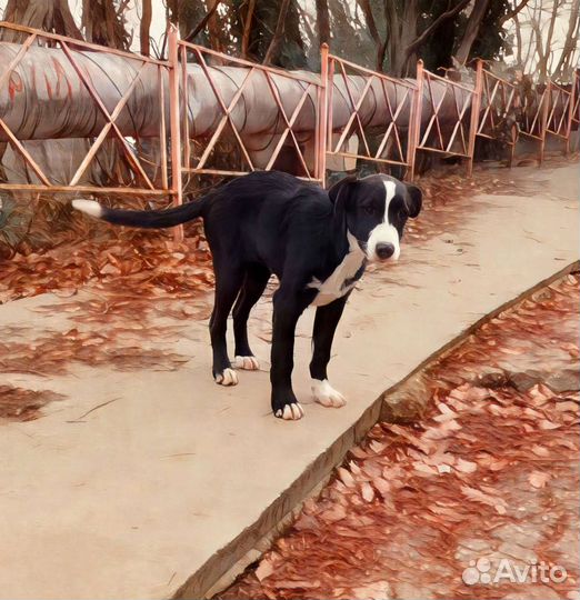 Наимилейший щенок Девочка ищет дом