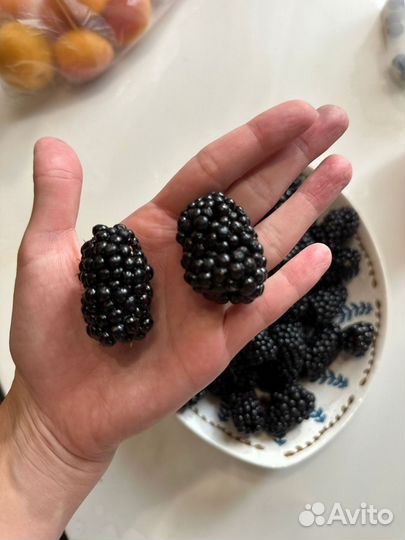 Продам саженцы ежевики