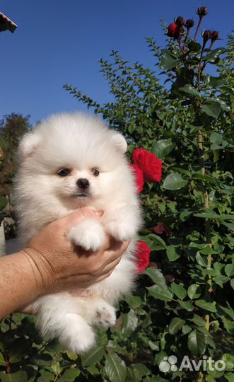 Щенок шпица мальчик