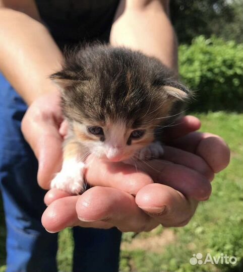 Котята бесплатно