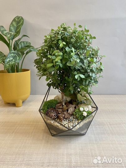 Подарок. Флорариум с живым деревом