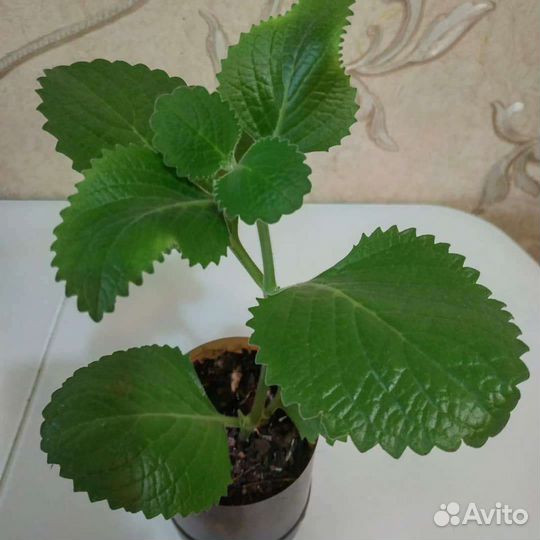 Мята (шпороцвет, плектрантус)