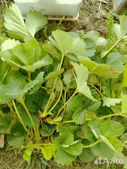 Усы клубники