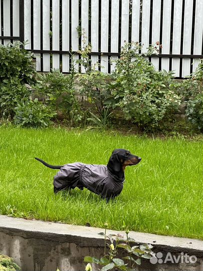 Вязка кобель такса