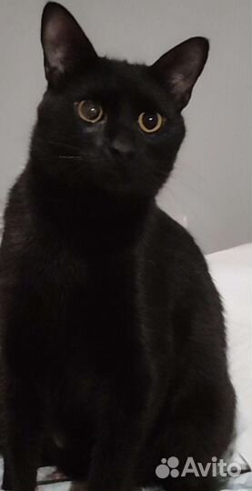 Невероятно красивый кот в добрые руки