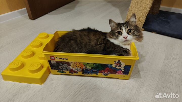 Коробок Lego оригинал