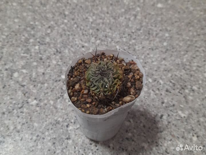 Кактусы и суккуленты