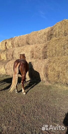 Русский тяжеловоз