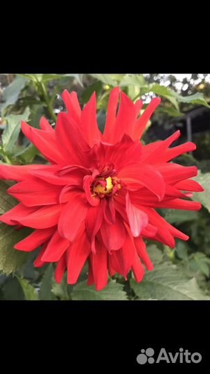 Георгины корни